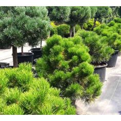 Сосна чёрная...