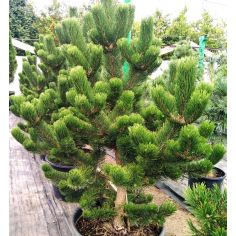 Сосна Черная "Oregon Green"...