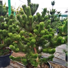 Сосна Черная "Oregon Green"... 2