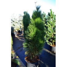 Сосна чёрная "Green Tower"...