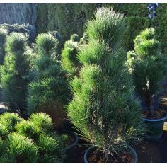 Сосна чёрная "Green Tower"... 2