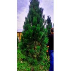 Сосна чёрная "Green Tower"...