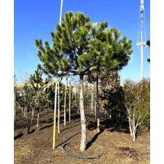 Сосна чёрная на штамбе (...