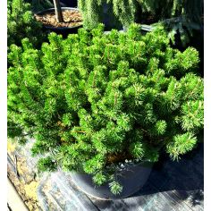 Сосна горная "Humpy" (Pinus...