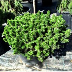 Сосна горная "Humpy" (Pinus... 2