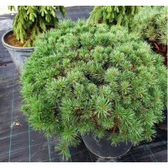 Сосна обыкновенная...