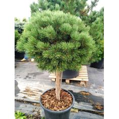 Сосна обыкновенная...