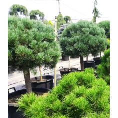 Сосна обыкновенная... 2