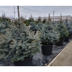 Ель колючая "Kaibab" (Picea... 2