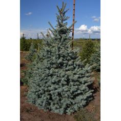 Ель колючая "Kaibab" (Picea...