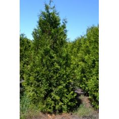 Туя западная "Brabant"...