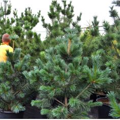 Сосна гибкая "Vanderwolf"s...