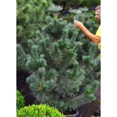 Сосна гибкая "Vanderwolf"s...