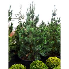 Сосна гибкая "Vanderwolf"s... 2