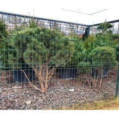 Сосна обыкновенная...