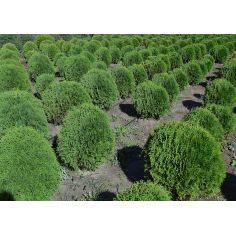 Туя западная "Little Giant"...