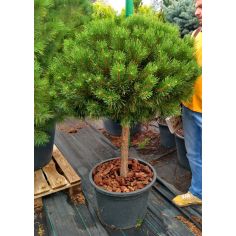 Сосна горная "Mops" (Pinus...