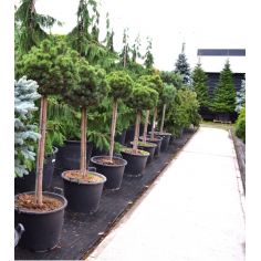 Сосна горная "Mops" (Pinus... 2