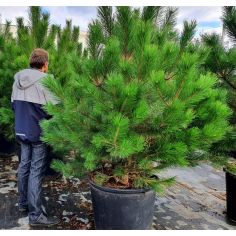 Сосна чёрная австрийская... 2