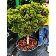 Сосна горная "Wintergold"...