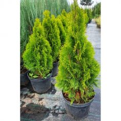 Туя западная "Golden...