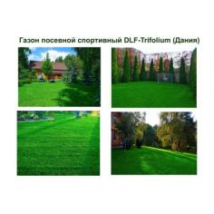 Газон посевной