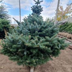 Пихта горная  "Green Globe"...