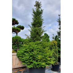 Пихта Корейская (Abies...