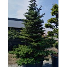 Пихта корейская (Abies...