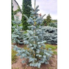 Пихта одноцветная... 2