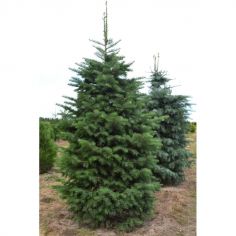 Пихта одноцветная...