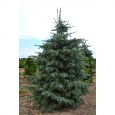 Пихта одноцветная...