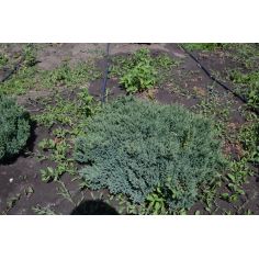 Можжевельник лежачий "Nana"... 2