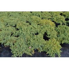 Можжевельник лежачий "Nana"...
