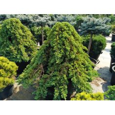 Можжевельник лежачий "Nana"... 2