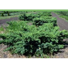 Можжевельник чешуйчатый...