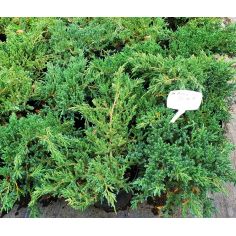 Можжевельник чешуйчатый... 2