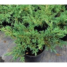 Можжевельник чешуйчатый...