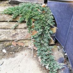 Можжевельник горизонтальный...