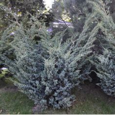 Можжевельник чешуйчатый...