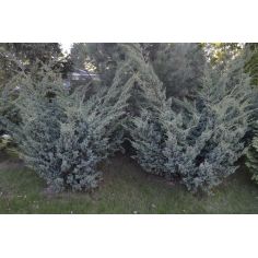 Можжевельник чешуйчатый... 2