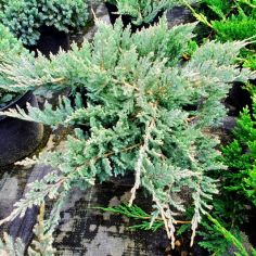 Можжевельник горизонтальный...