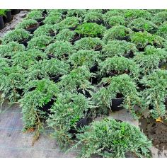 Можжевельник горизонтальный... 2