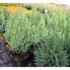 Можжевельник китайский...