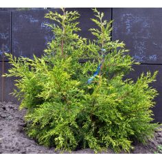 Можжевельник китайский...