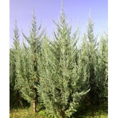 Можжевельник скальный...