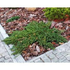 Можжевельник казацкий...