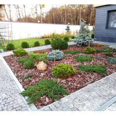 Можжевельник казацкий... 2