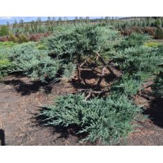 Можжевельник средний...