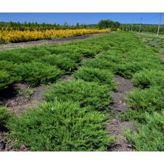 Можжевельник средний...